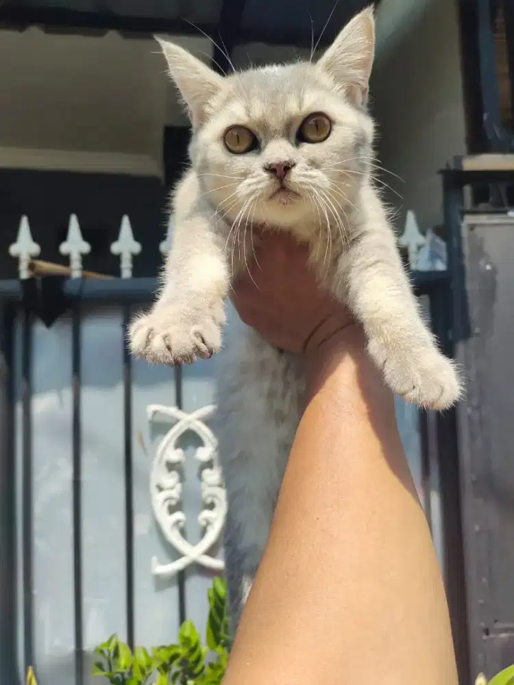 Kitten BSH betina 6bln