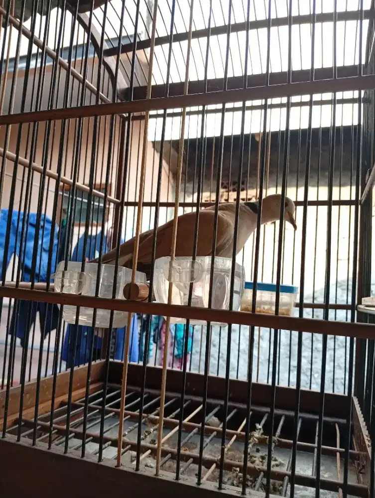 Burung puter lokal