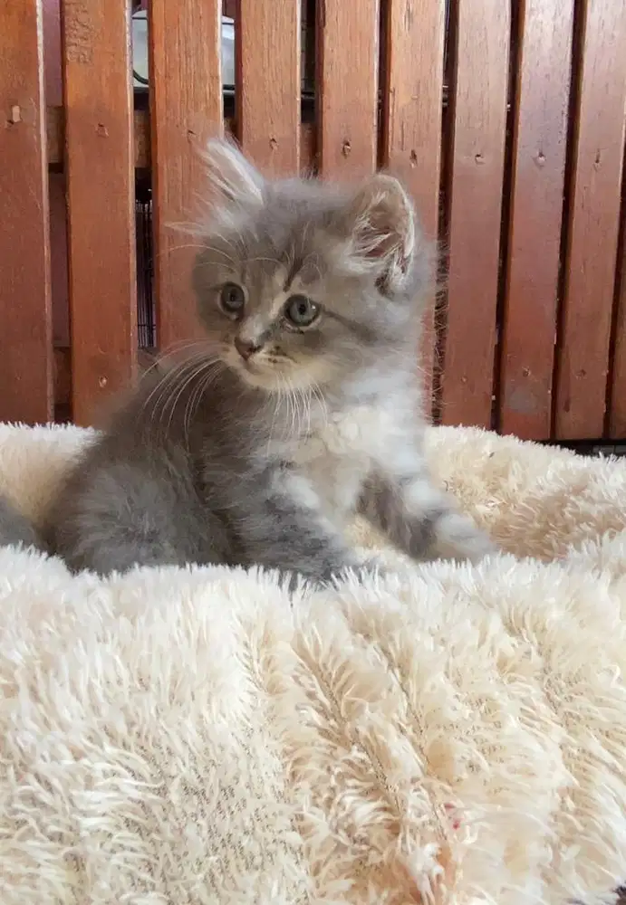 KITTEN PERSIAN LONGHAIR BULU KAPAS
