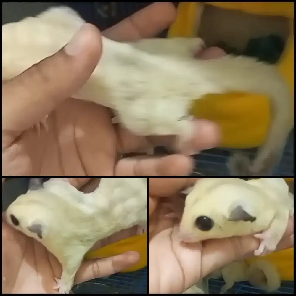 sugar glider platinum jantan joy