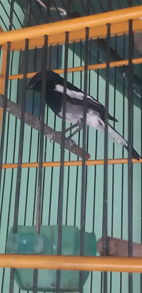 Burung kacer deker