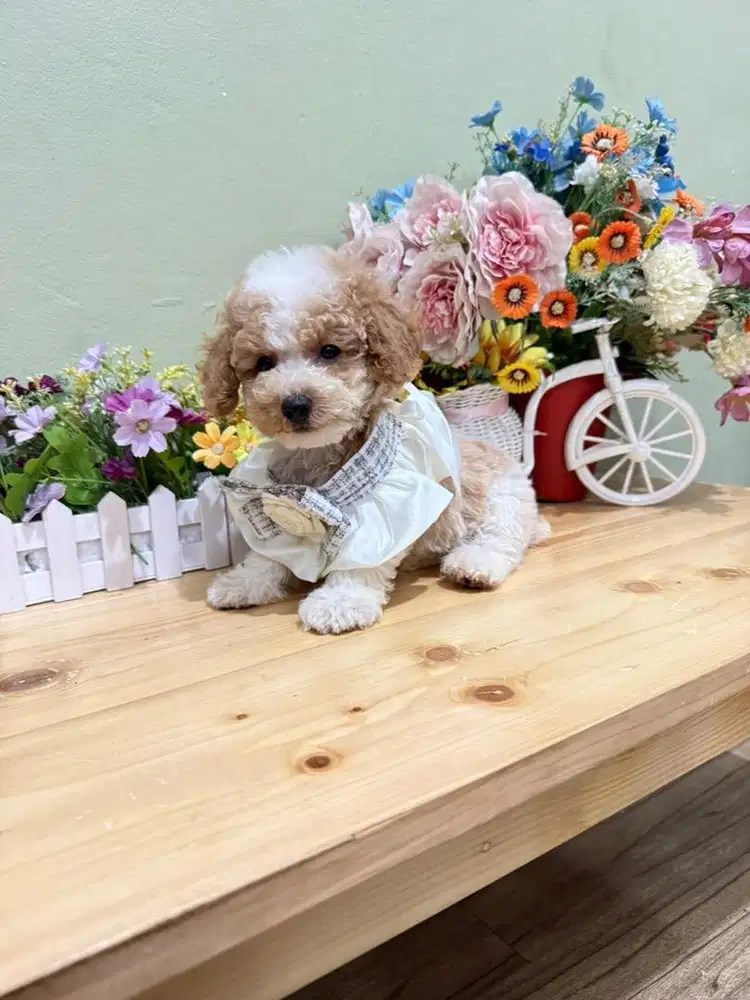 Party poodle super rare colour tiny kaki cebol bulu tebal dan padat