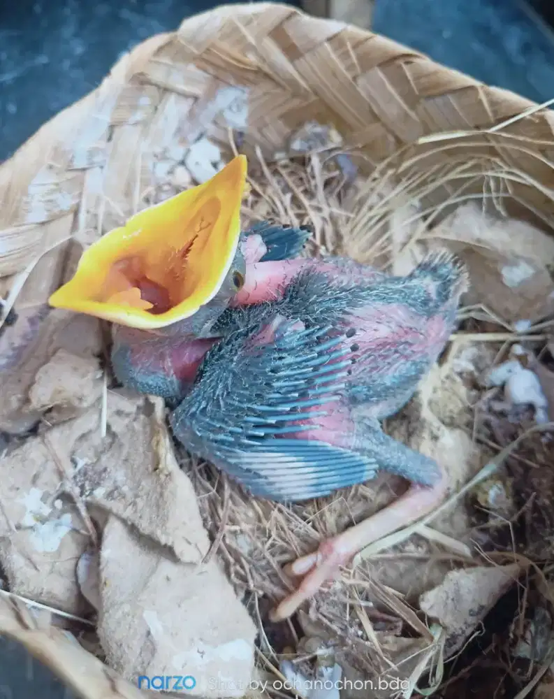 Anakan jalak kebo maput
