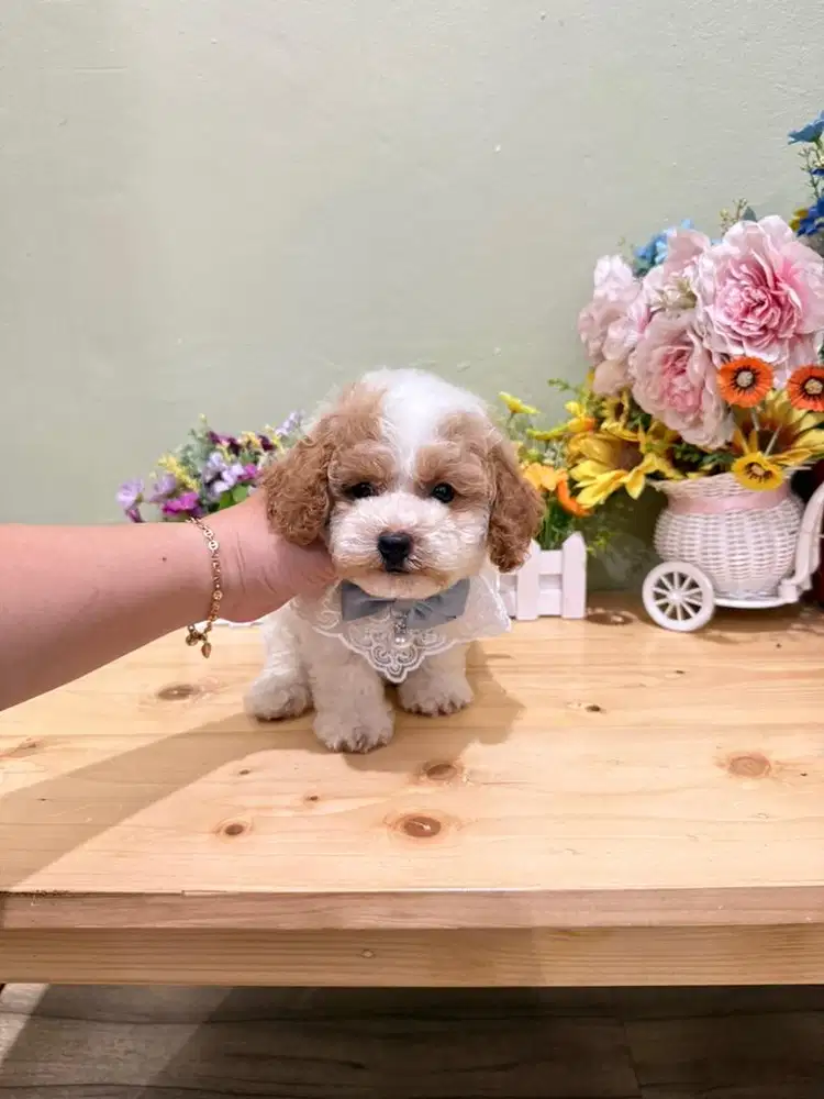 Tiny party poodle male warna pekat rare colour cakep banget pudel toy