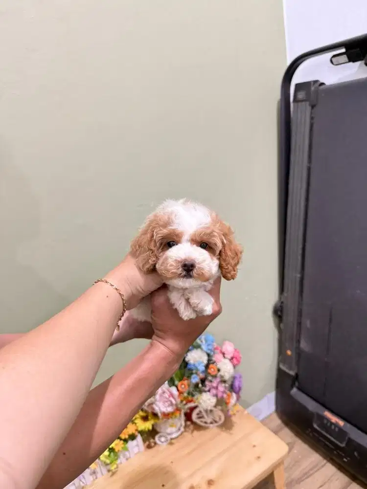 Male party poodle super cute face warna unik jarang ada cakep lucu