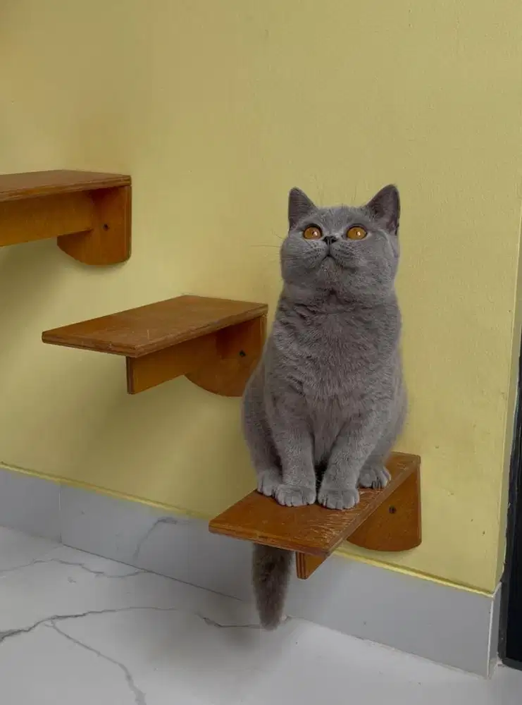 Kucing British Shorthair blue