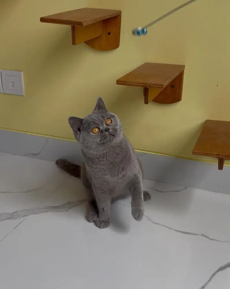 Kucing BSH blue
