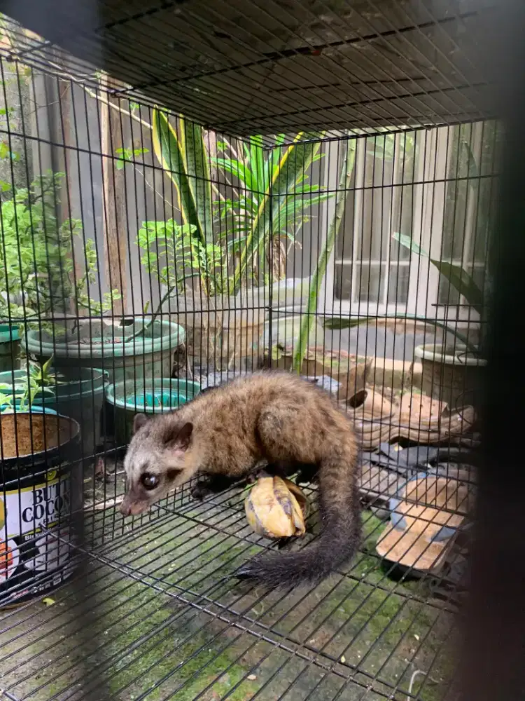 Musang anakan 3 bulan