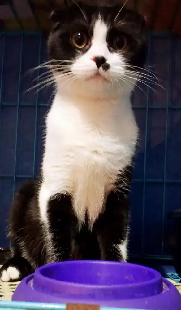 Scottish fold NS jantan
