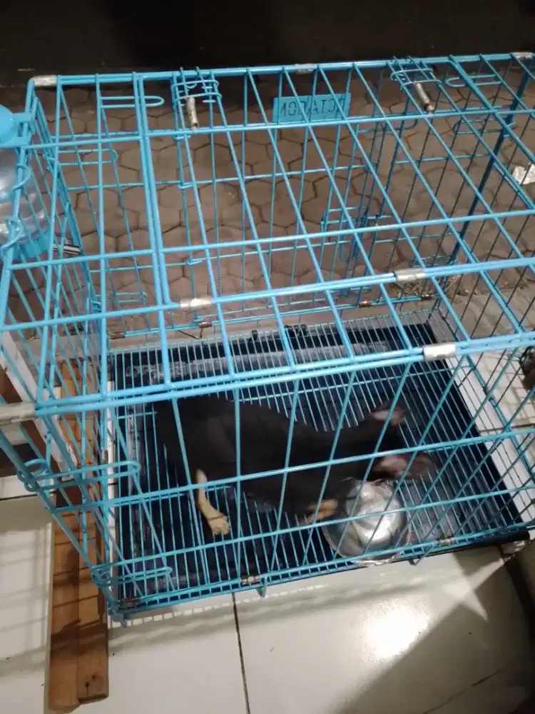 Anjing chiwah wah