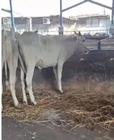 bakalan sapi jantan 1 tahunan TB 110cm siap penggemukan qurban 2026 ok
