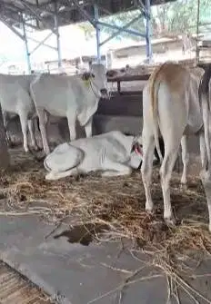 bakalan sapi jantan 1 tahunan TB 110cm siap penggemukan qurban 2026 ok