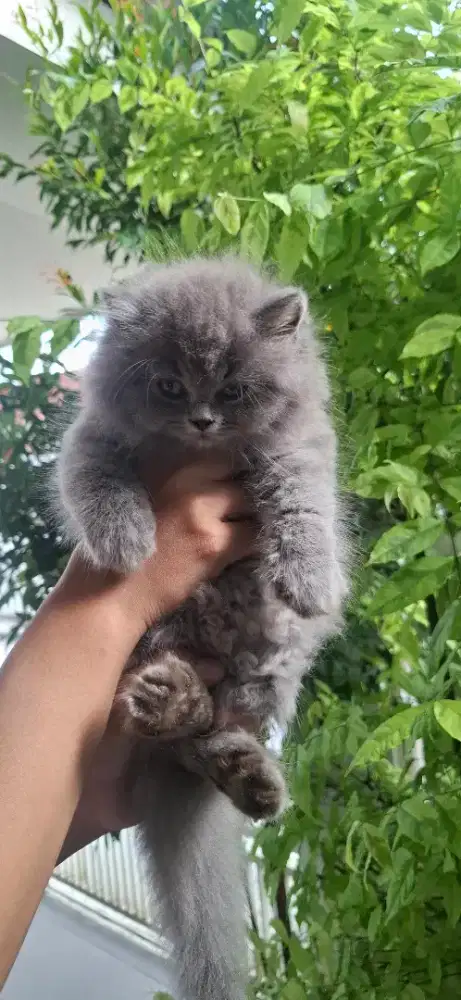 British longhair blue umur 1 bulan 3 minggu parent ped wcf