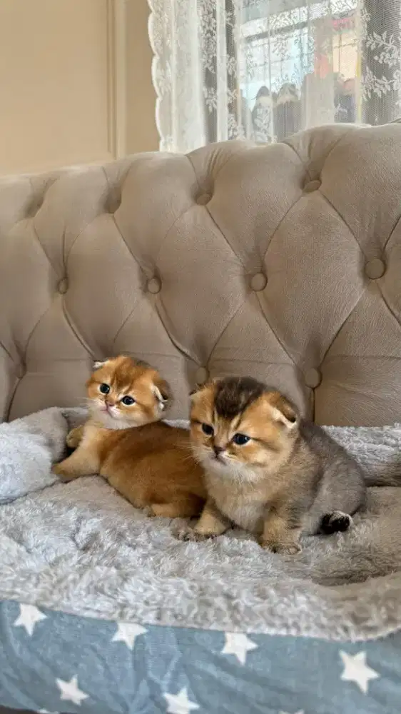 scottish fold golden kitten jantan anak import