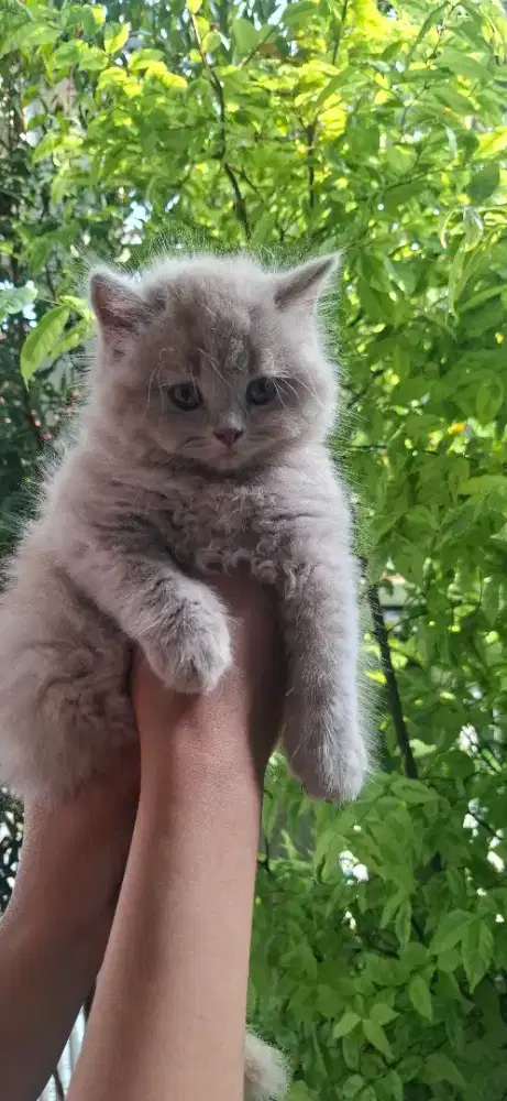 British longhair lilac umur 1 bulan 3 minggu.parent ped