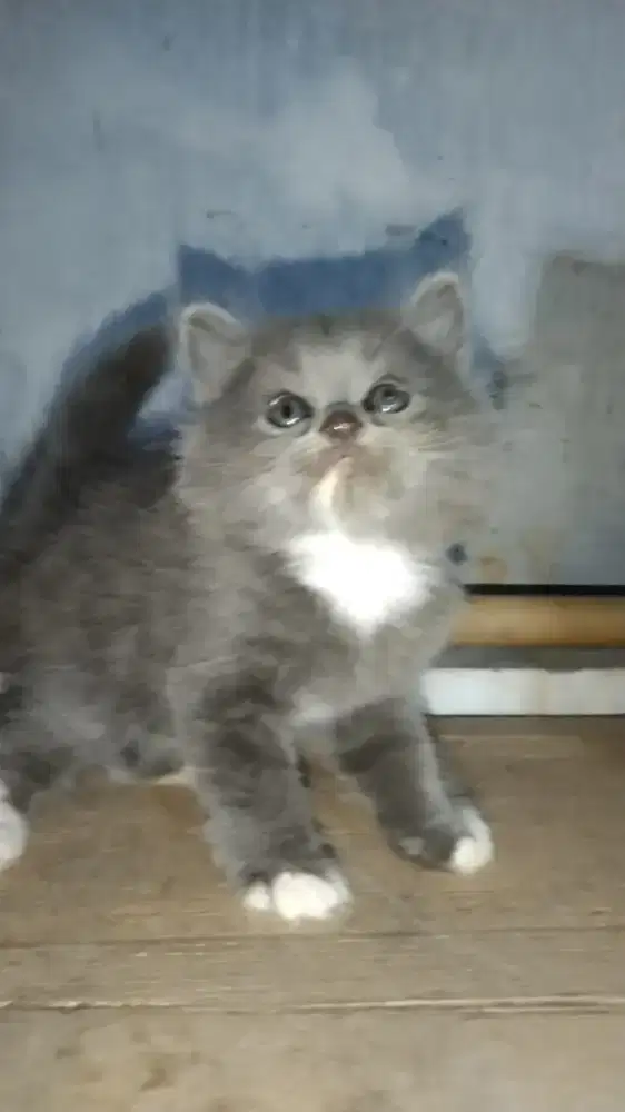 Kitten Persia Shorthair