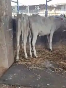 bakalan sapi jantan 1 tahunan TB 110cmUP siap penggemukan qurban 2026
