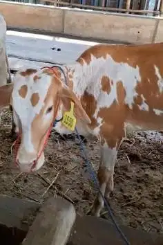 bakalan sapi jantan 1 tahunan TB 110cmUP siap penggemukan qurban 2026