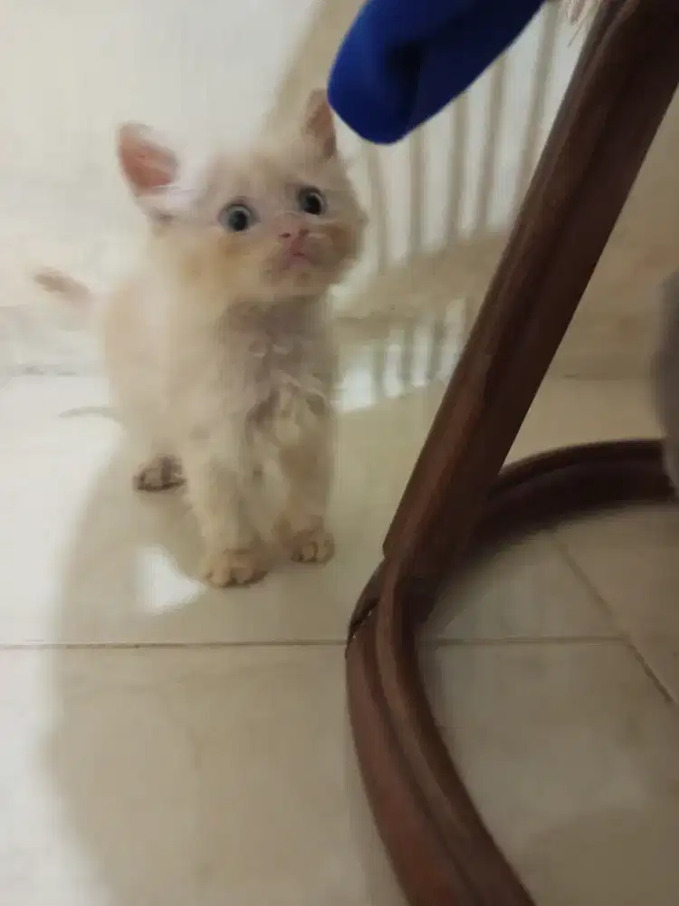 Peranakan maincoon, Himalaya dan british