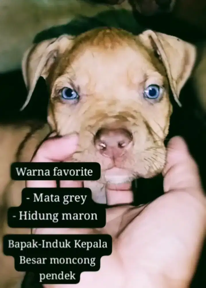 Pitbull Jantan Ganteng