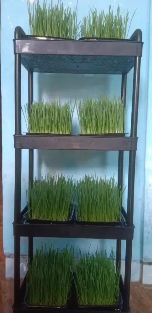 Rumput Gandum, Wheatgrass, Makanan Kucing