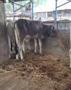 bakalan sapi jantan 1 tahunan TB 110cmUp layak penggemukan kurban 2026