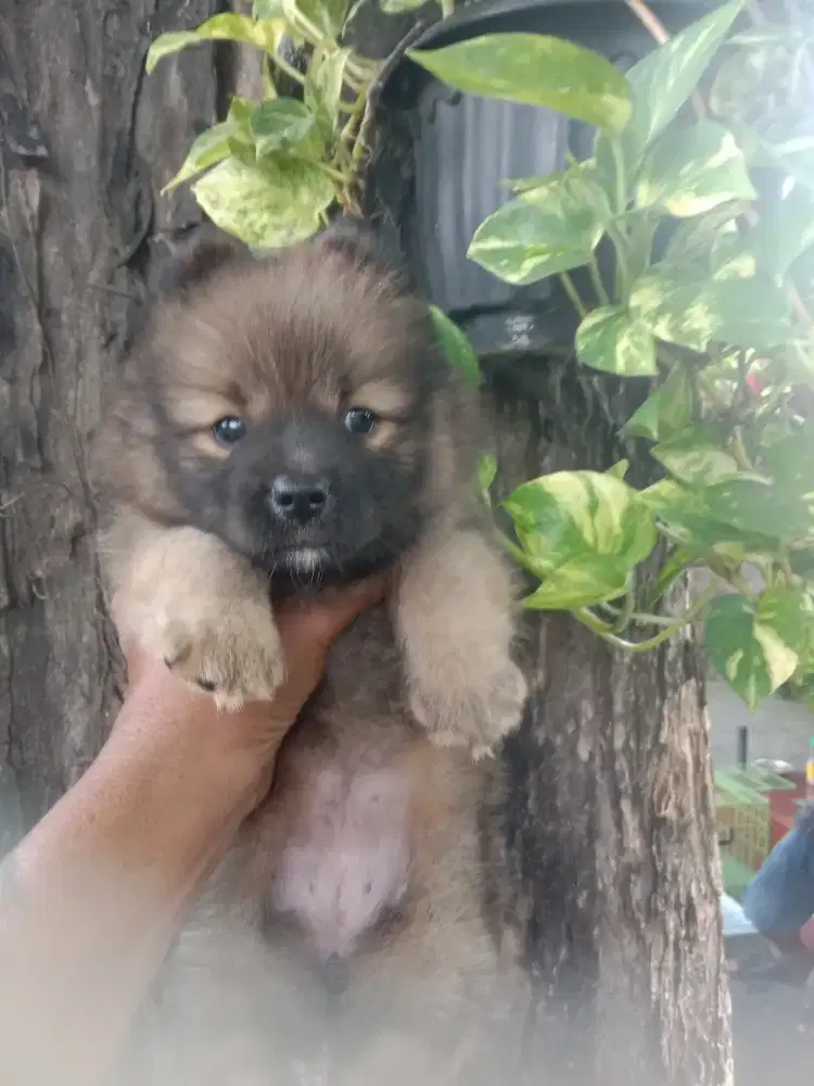 Minipom x pom betina usia 3 bln  obat cacing ok