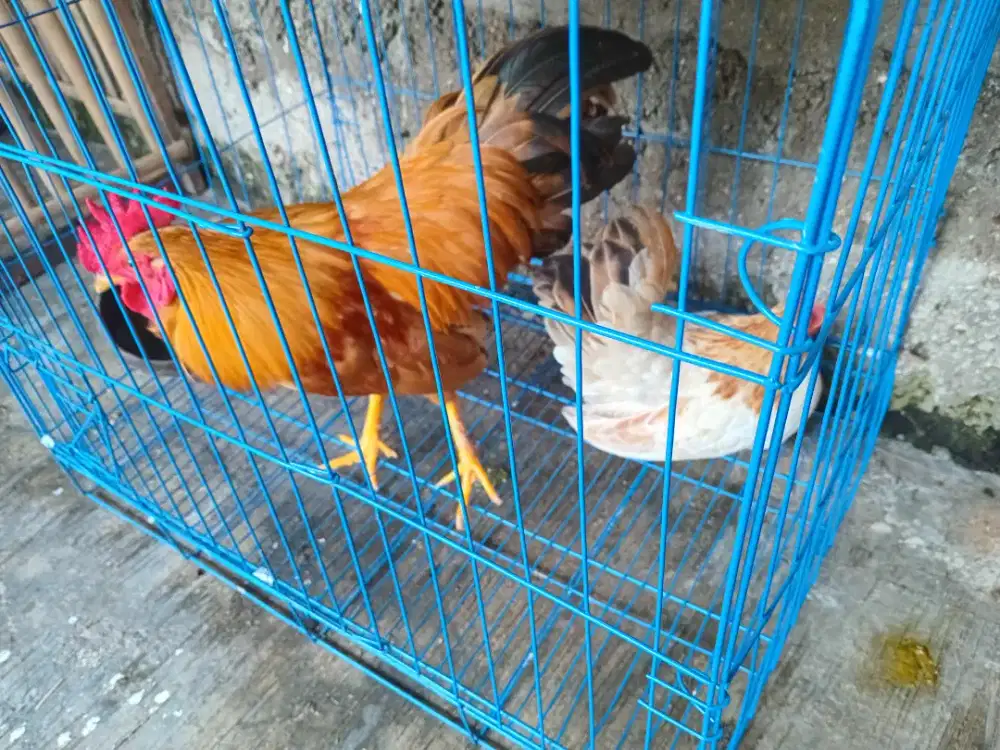 Sepasang ayam kate