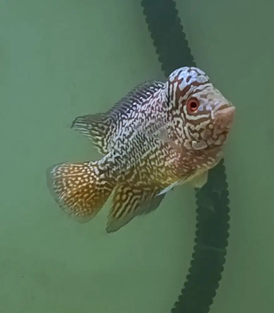 Ikan louhan kamfa