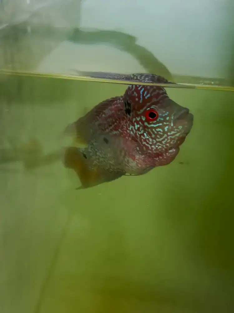 Ikan louhan kamfa