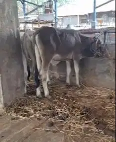 bakalan sapi jantan 1 tahunan TB 110cmUp layak penggemukan qurban 2026