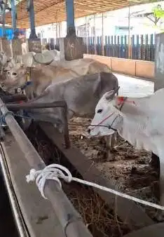 bakalan sapi jantan 1 tahunan TB 110cmUP layak penggemukan qurban 2026