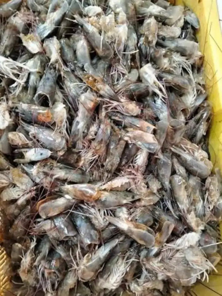 Pakan ternak, lele, bebek, dan lainnya
