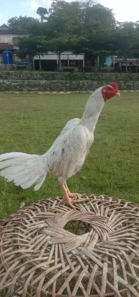 Jual ayam pakoy x trad