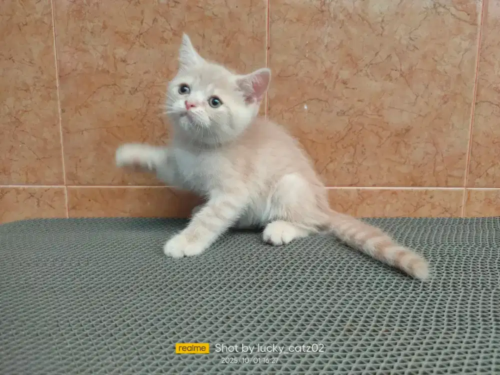 Kitten BSH x Exo jantan