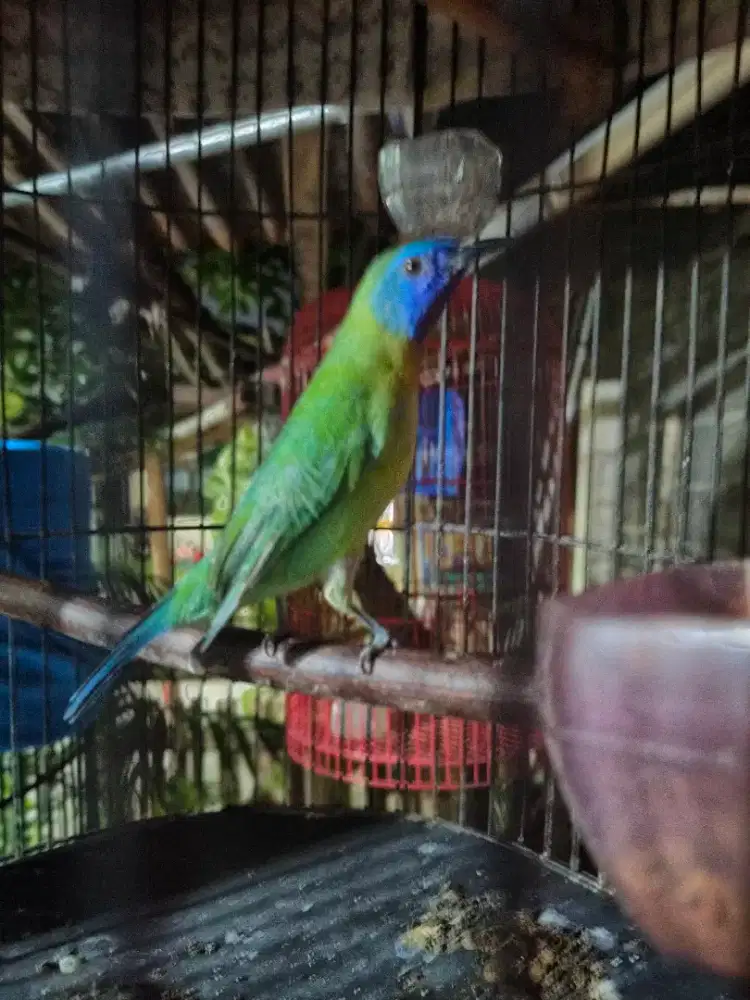Burung kinoy jantan