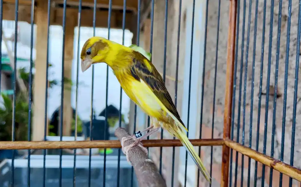 Kenari crossbreed gibosso x scothfancy