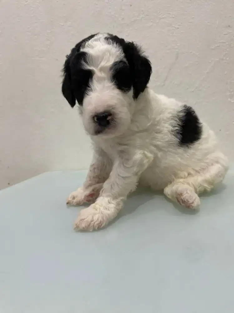 Puppy giant poodle party jantan dan betina