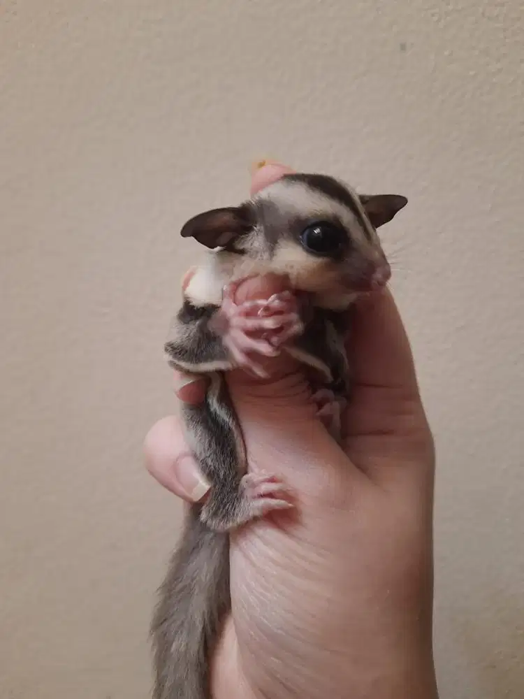 sugar glider classic grey