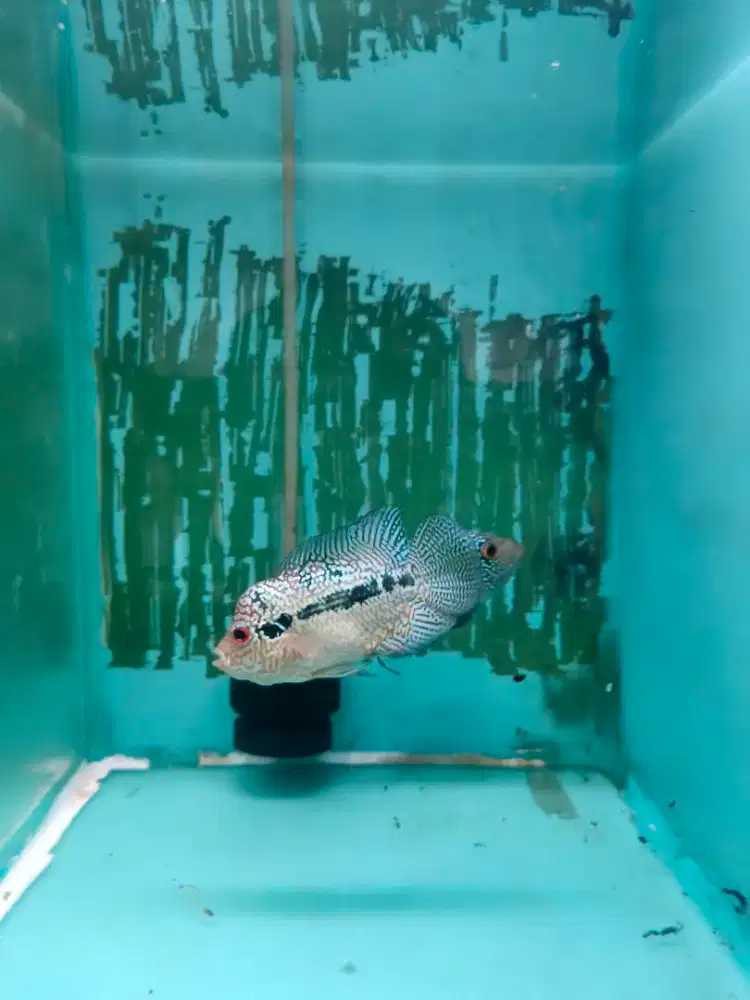 Ikan Louhan Cencu