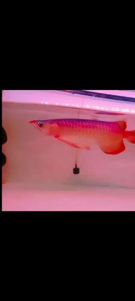 Di jual arwana super red mulus 35cm