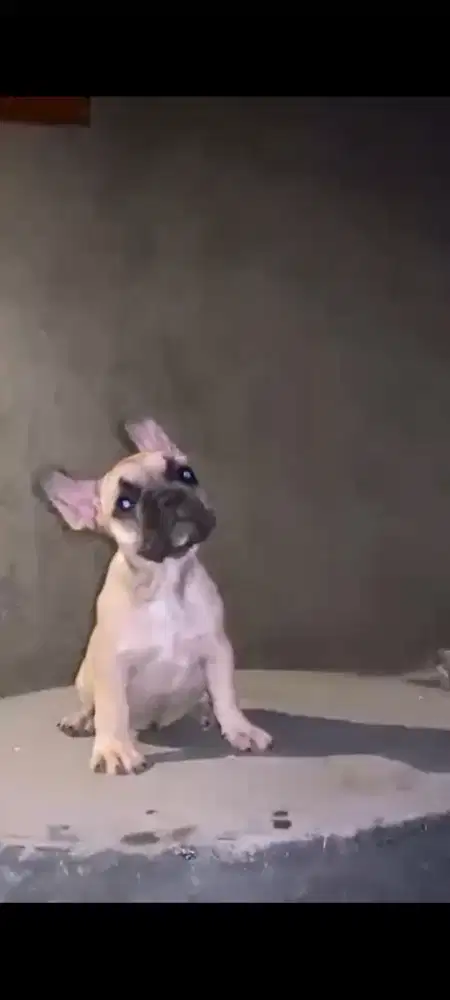 French Bulldog [FEMALE]