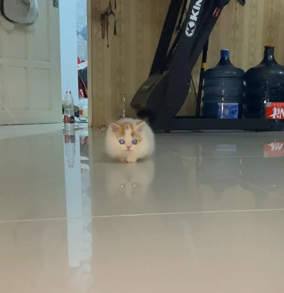 kucing munchkin longhair cebol jantan
