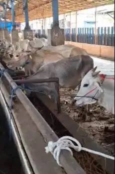 bakalan sapi jantan 1 tahunan TB 110cmUP layak penggemukan qurban 2026