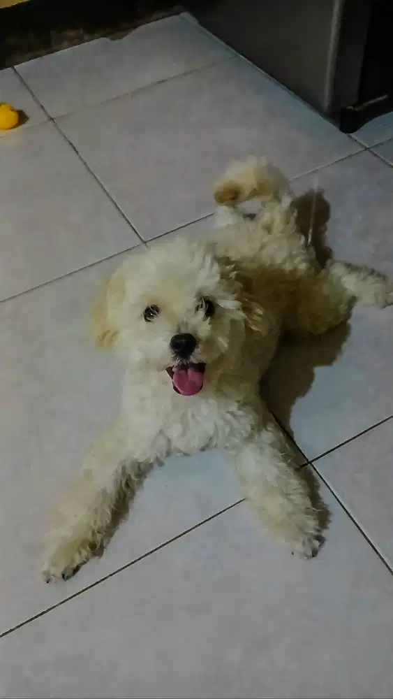Toy Poodle White