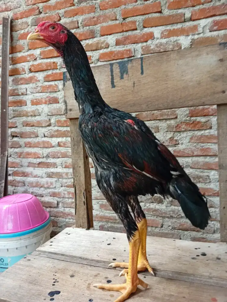 Ayam jantan Bk x Mangon