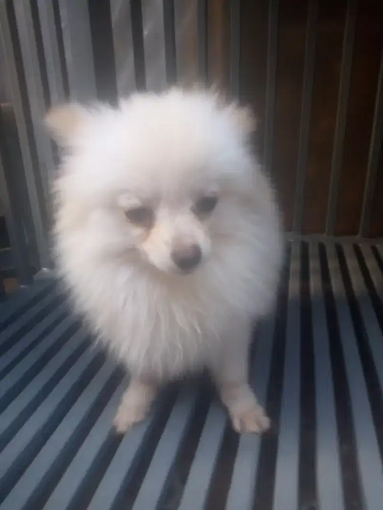 Minipom jantan usia 5 bulan