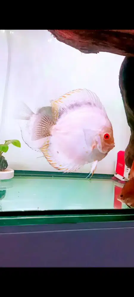 Ikan discus sepasang