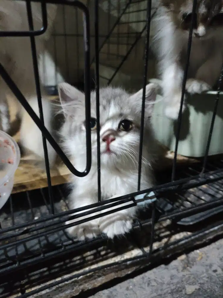 Adopsi kucing ras Dari ibu flatnose ayah himalaya