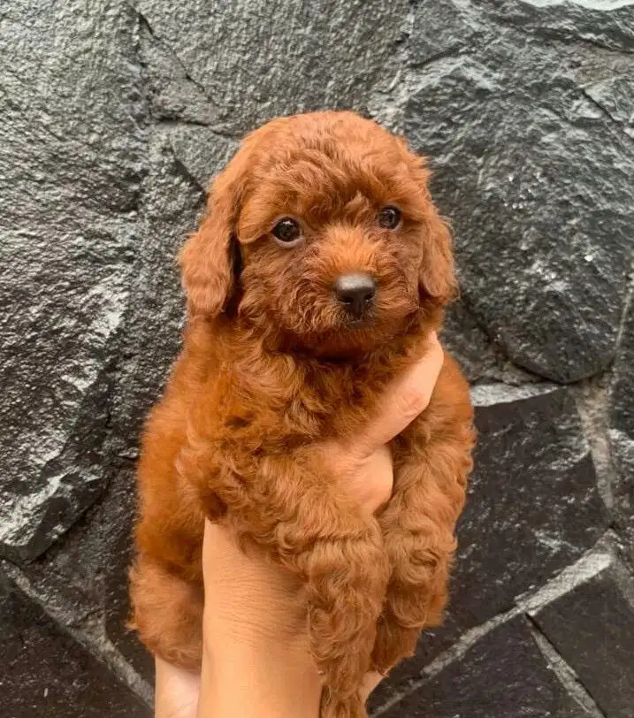 Red Toy Poodle Jantan